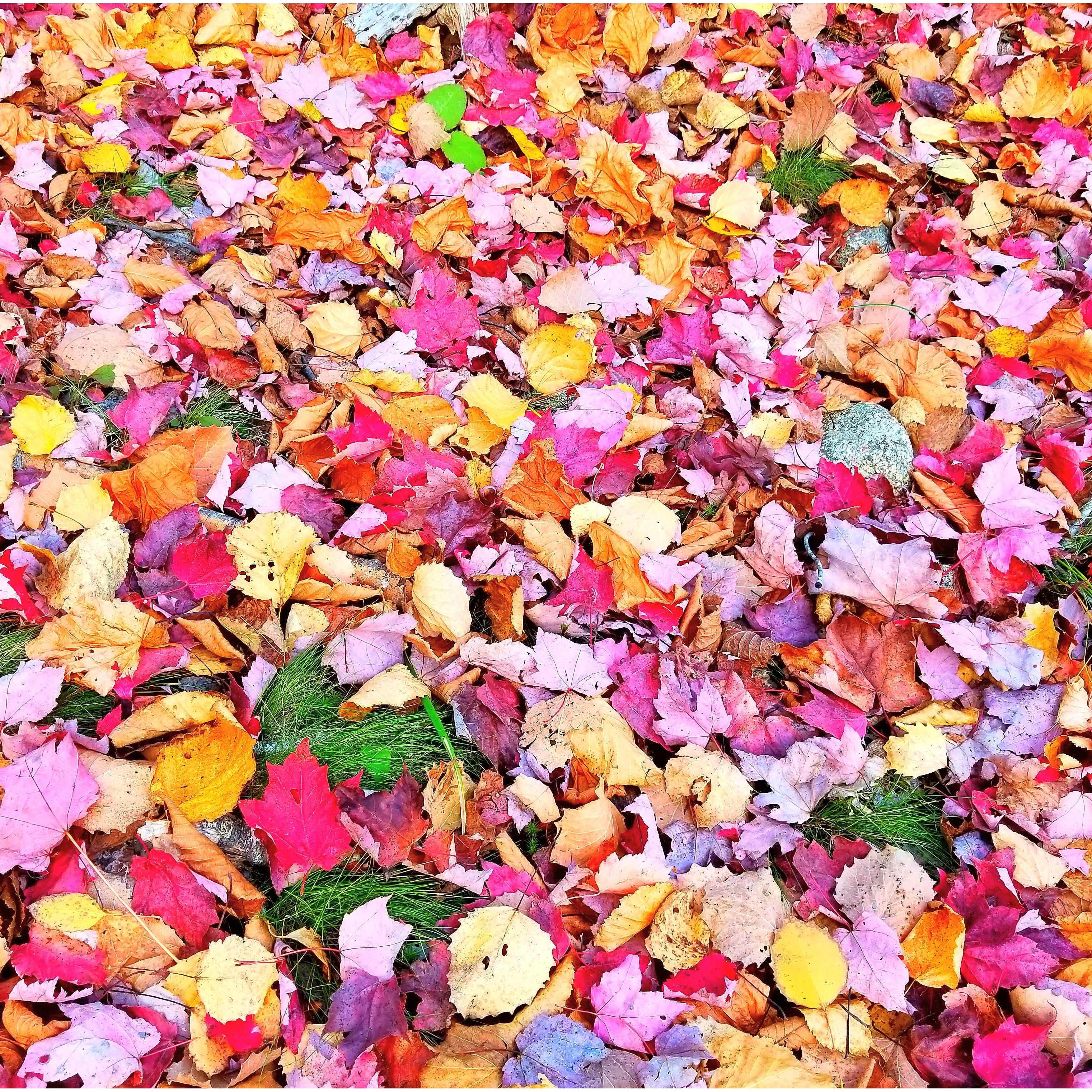 Maine Foliage