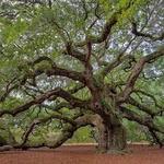 Angel Oak Tree
