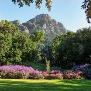 Explore Kirstenbosch Botanical Gardens