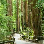 Muir Woods National Monument