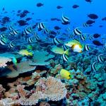 Cabo Pulmo Diving Tour