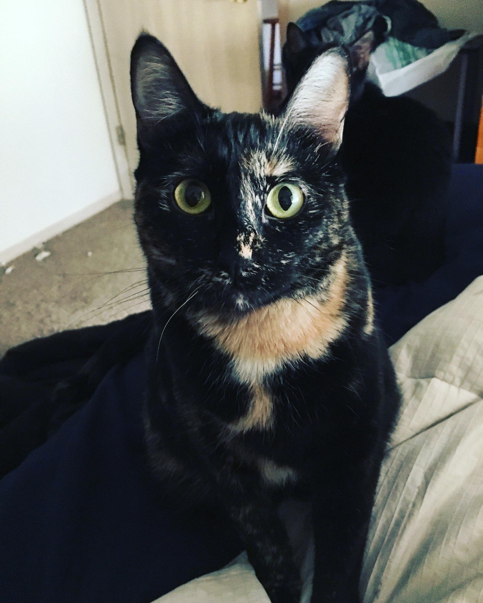 Our cat Jilly