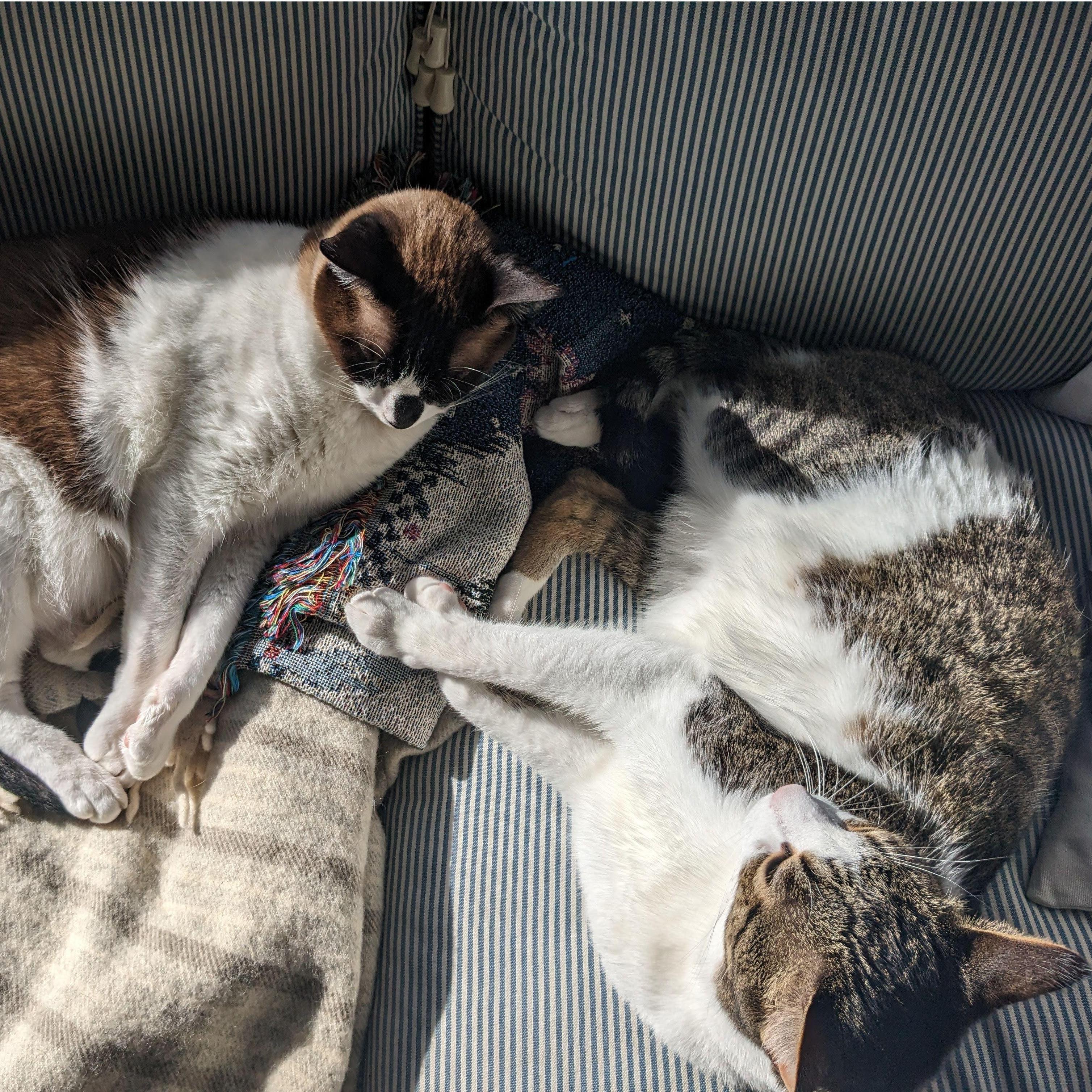 The real brains of the operation, George and Finn