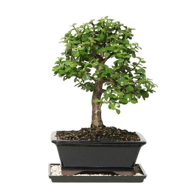 Dwarf Jade Bonsai