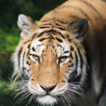 John Ball Zoo