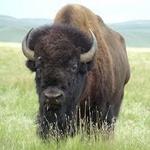 Terry Bison Ranch Resort