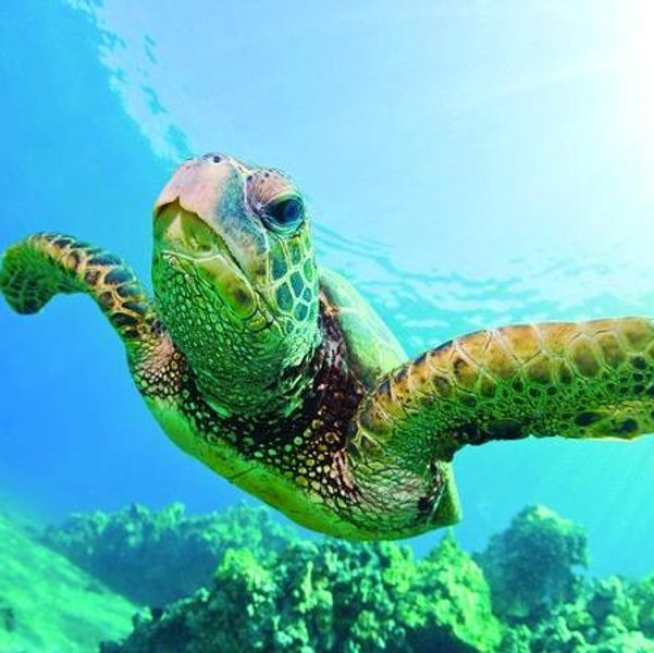 Snorkeling at Turtle Canyon For Two