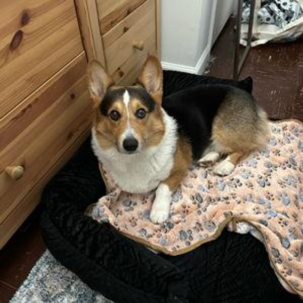 Thor's Never-ending Toys & Treats Fund