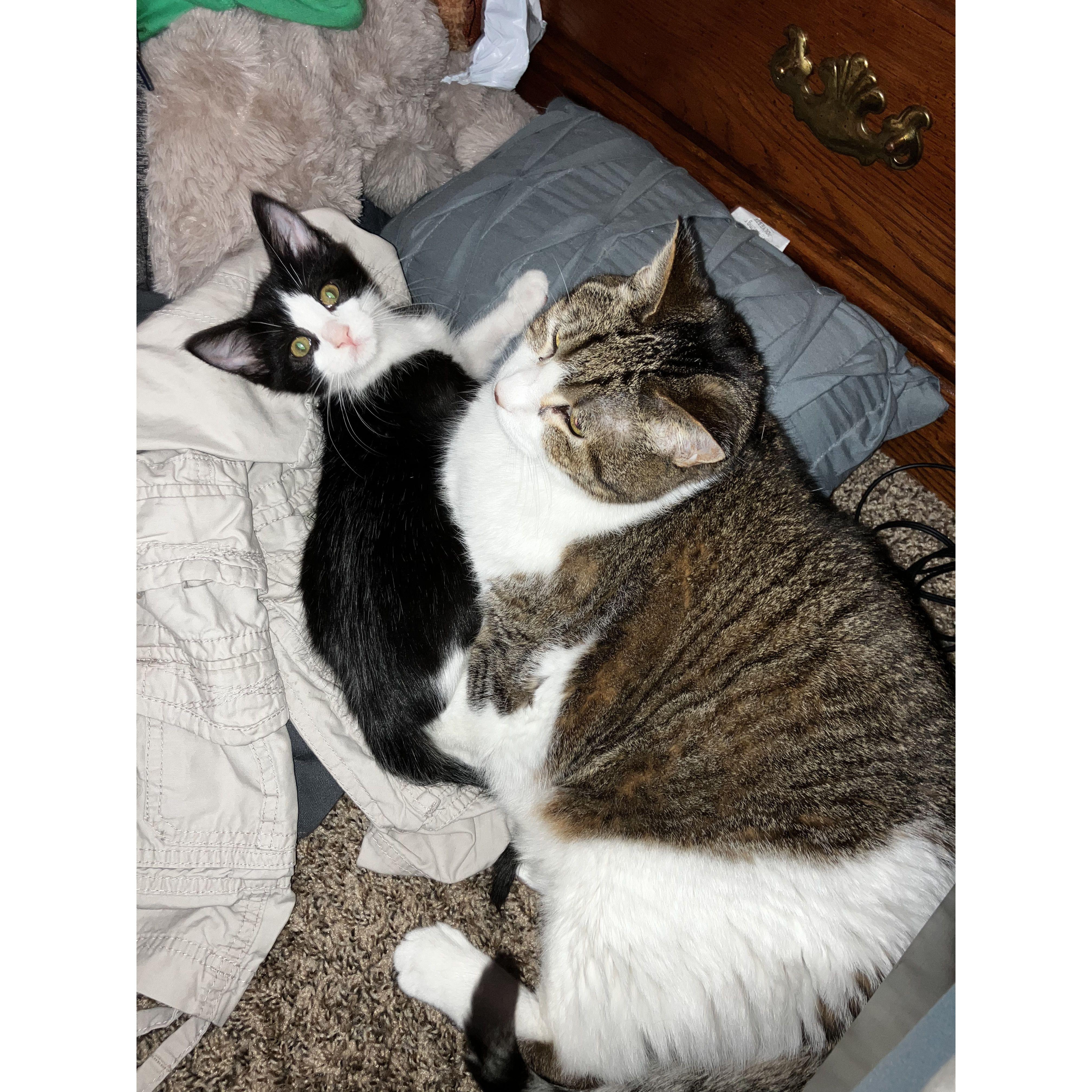 Our fur babies
