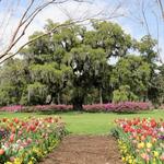Airlie Gardens