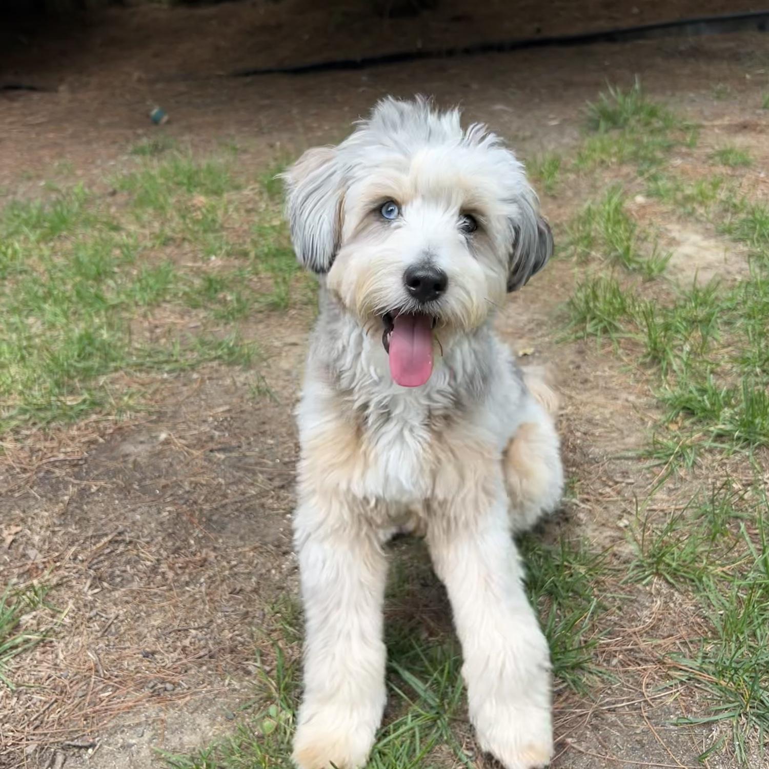 Cooper ♥️