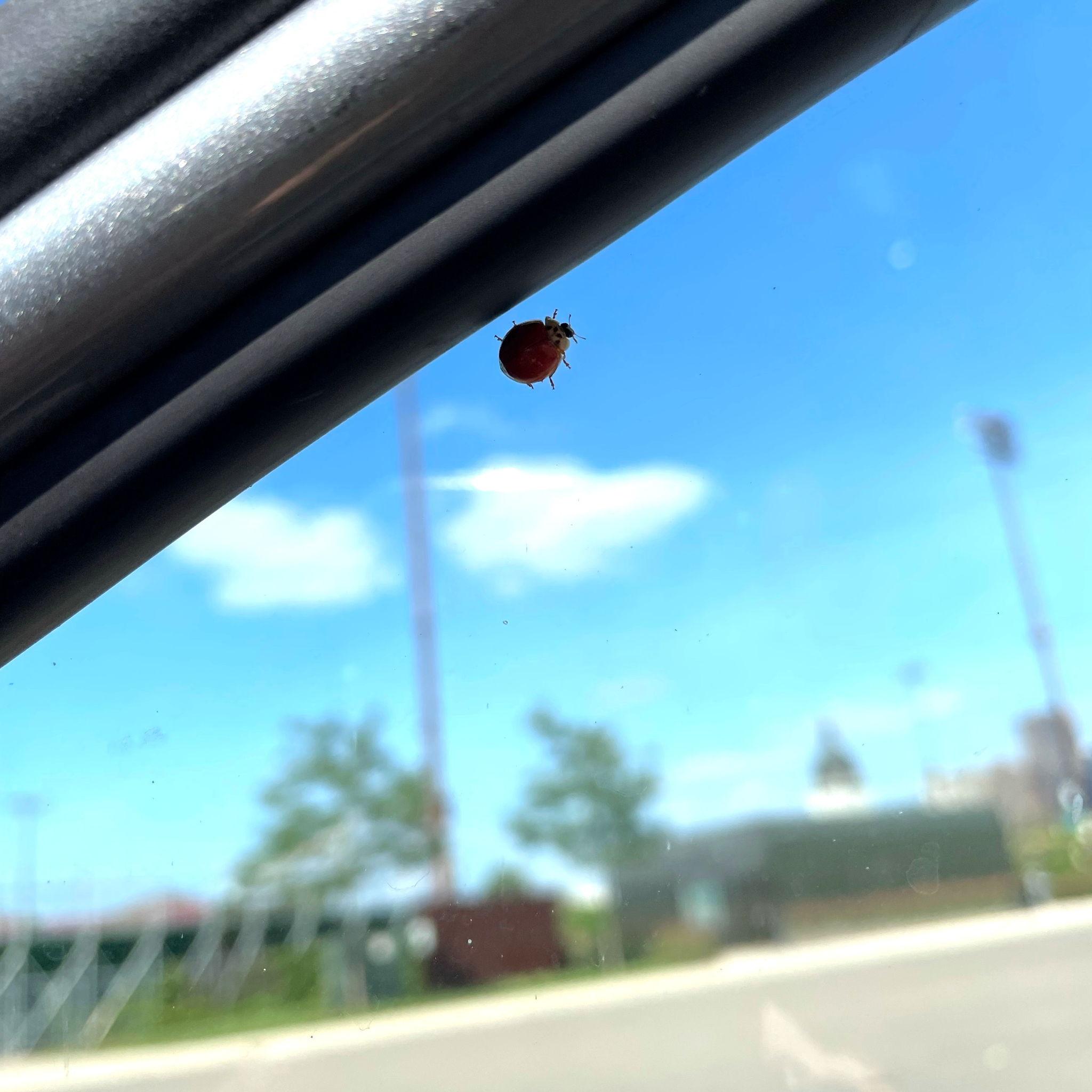 On an early date at the Walker Art Center, a ladybug with no spots landed near Sierra. It is believed that encountering a lady bug with no spots means you have met your true love.