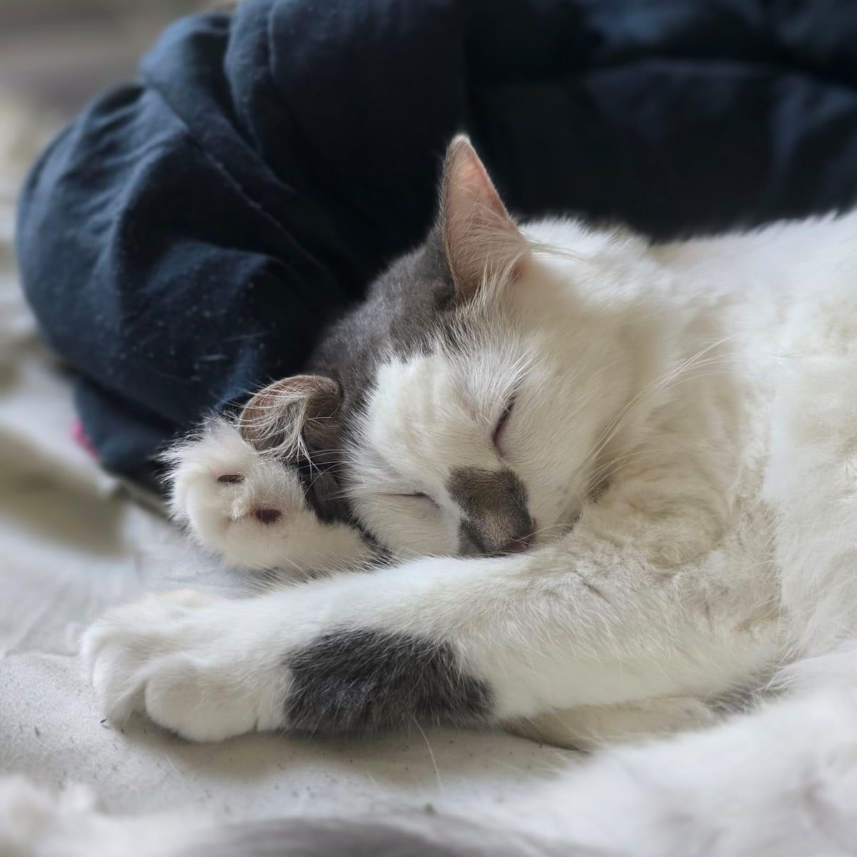 Nova looks cute while sleeping, but she is a menace. (according to bandido)