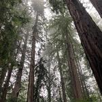 Muir Woods National Monument