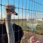 Blue Ostrich Winery & Vineyard
