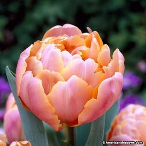 Pink Star Double Late Tulip
