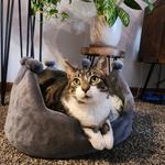 Constellation Cat Cafe