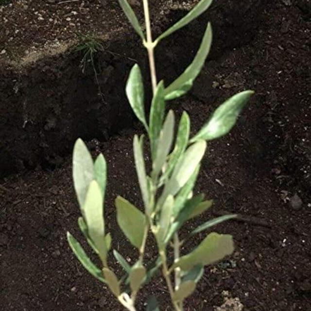 Little Nest Olive Tree Olea EUROPAEA wilsoni fruitless 2" Pot Seedling pre Bonsai