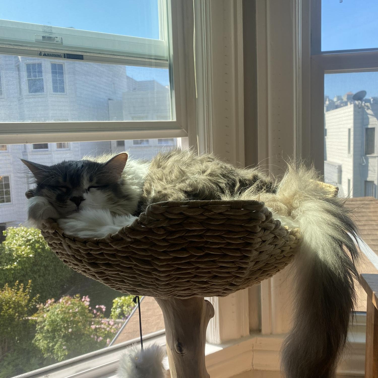 Our favorite dog-cat, Meredith Grey! Megan adopted her in Salt Lake City in September 2018. She is a huge part of our lives.
