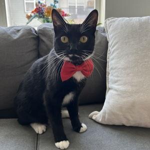Year's Supply Of Kitty Treats for DJ Mittens