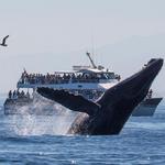 Discovery Whale Watch