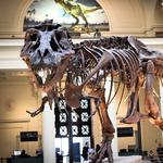 Field Museum