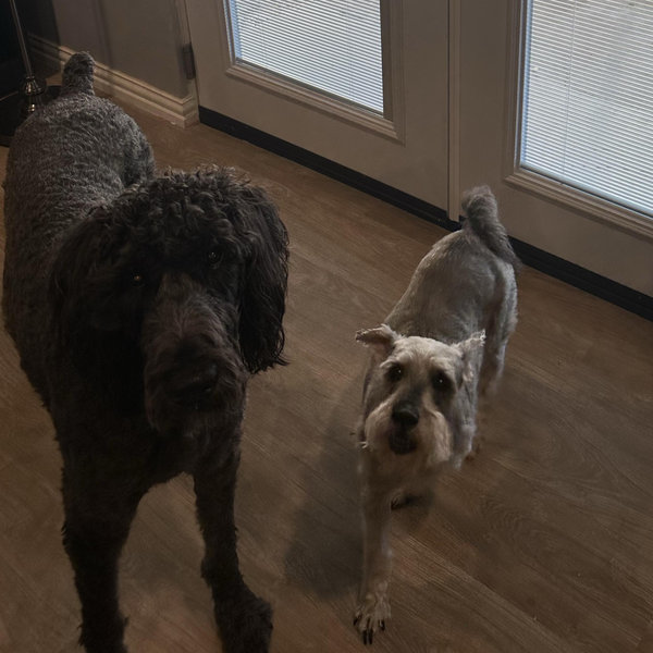 Pet Sitting For The Wedding and Honeymoon