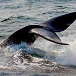 7 Seas Whale Watch