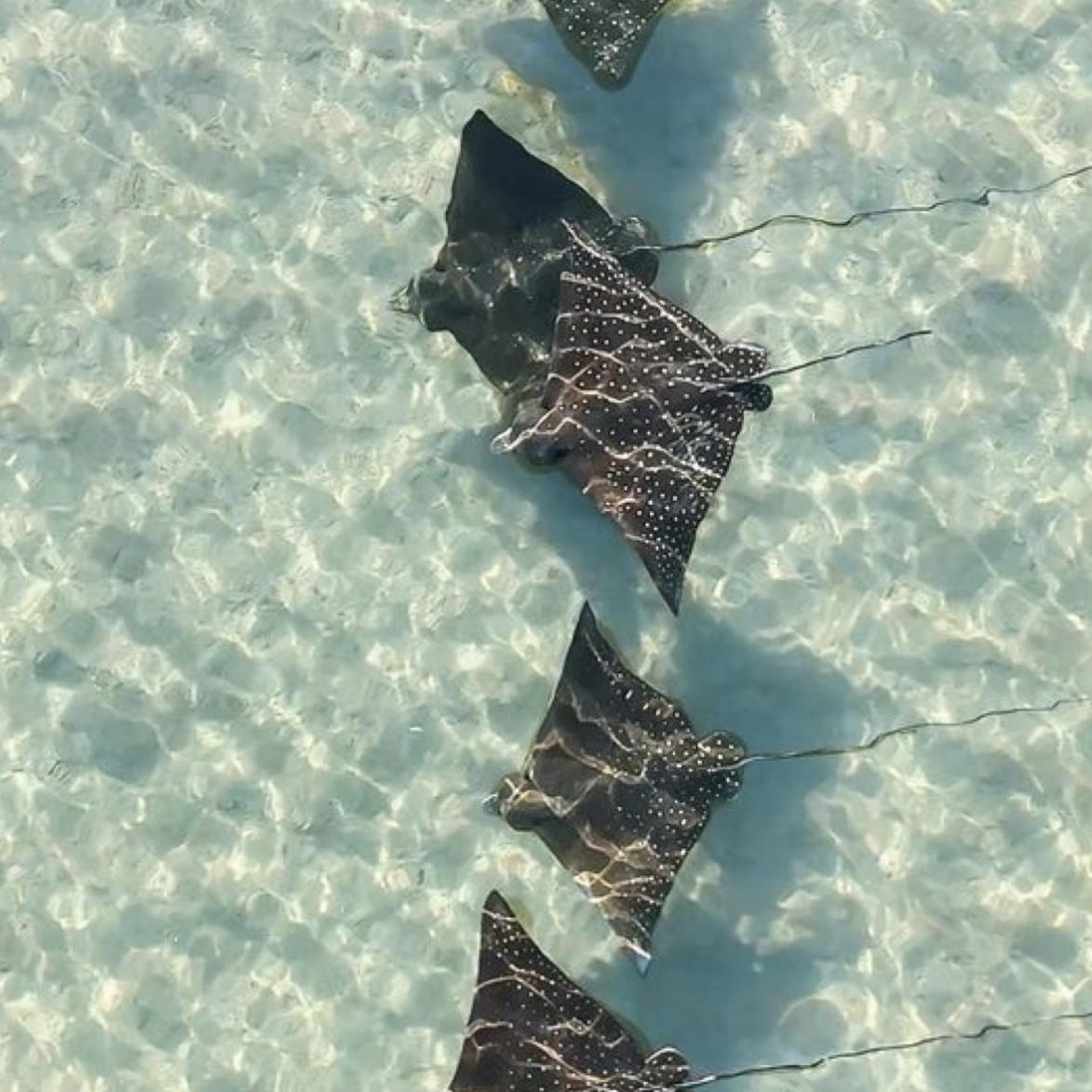 Swimming with the sting rays On Our Honeymoon