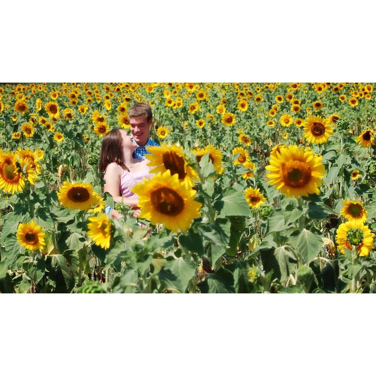 Sunflower field 2016