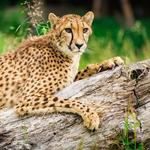 Wildlife Safari