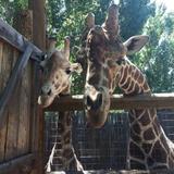Zoo Boise