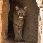 Arizona-Sonora Desert Museum