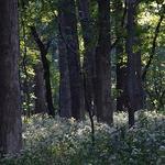 Bemis Woods Access