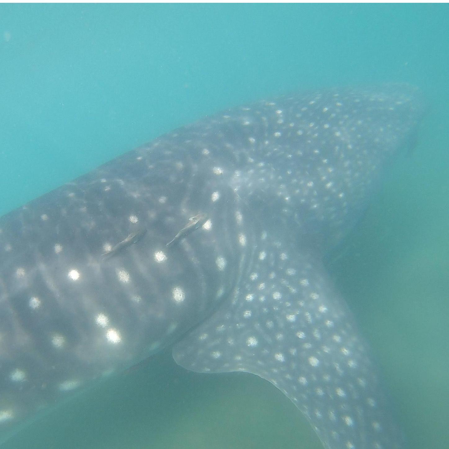 A freaking whale shark we swam with just in the bay outside of La Paz.