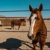 Cascade Trails Mustang Sanctuary