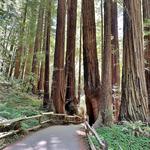 Muir Woods National Monument