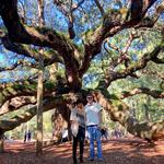 Angel Oak Tree