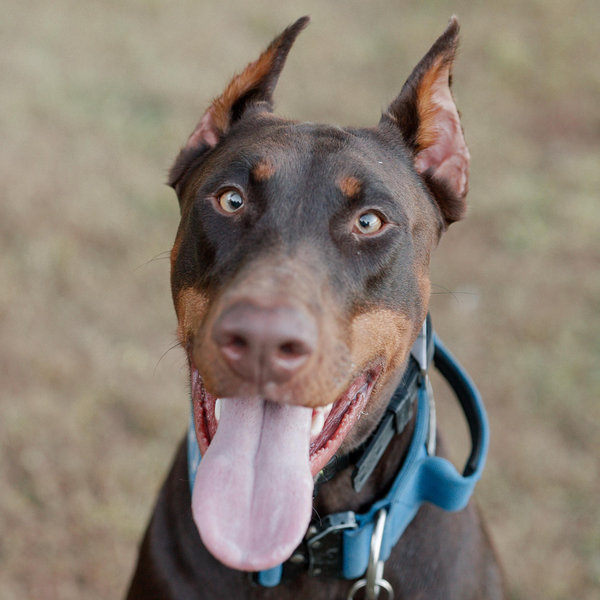 Honeymoon Fund: Dog Sitters For Our Honeymoon