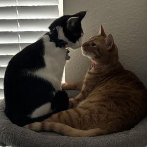 Pet Care
