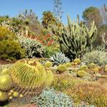 Desert Botanical Garden