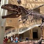 Fernbank Museum | 3D Theater | Forest