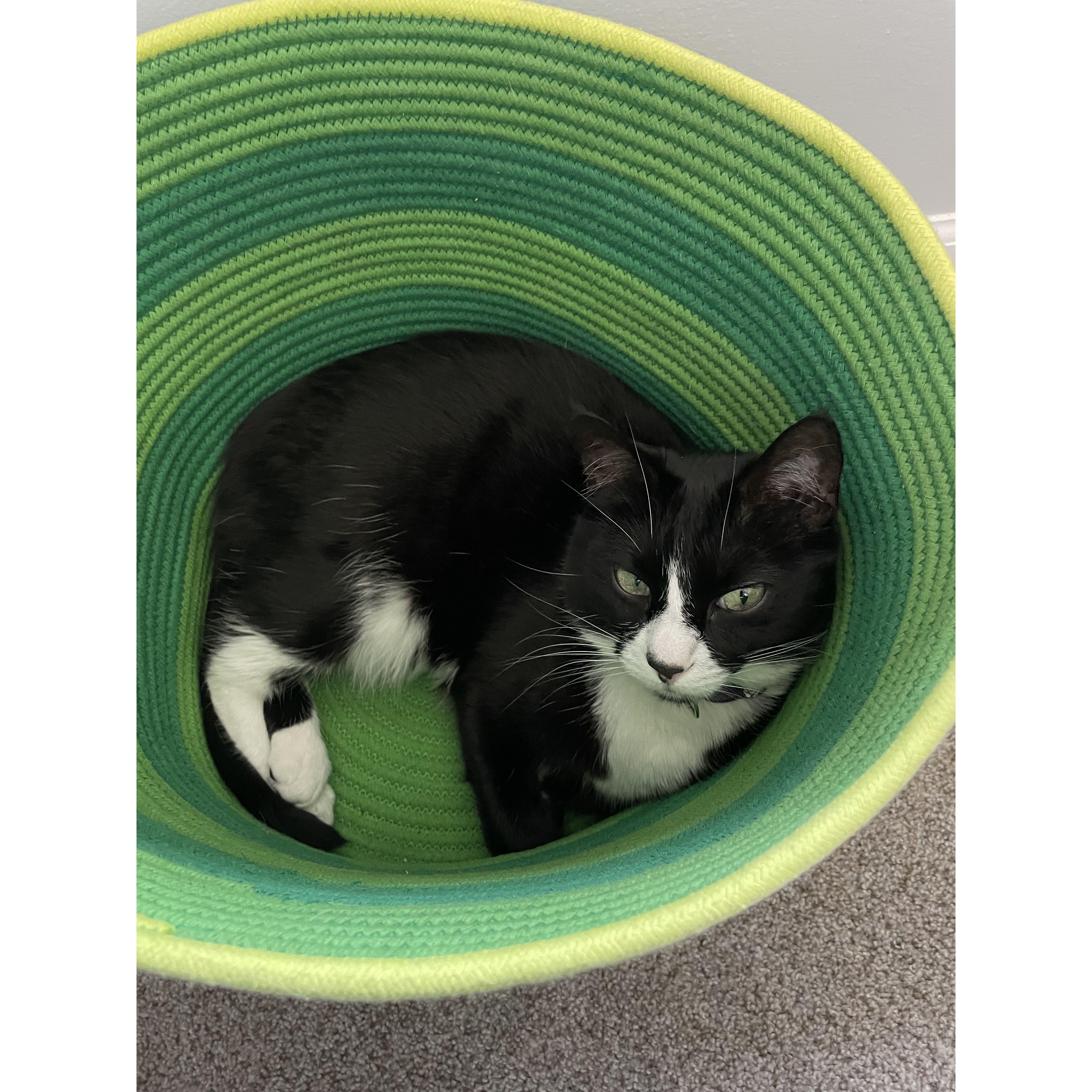 Cleo, our adorable cat, lounging in Andy's office in summer 2023!