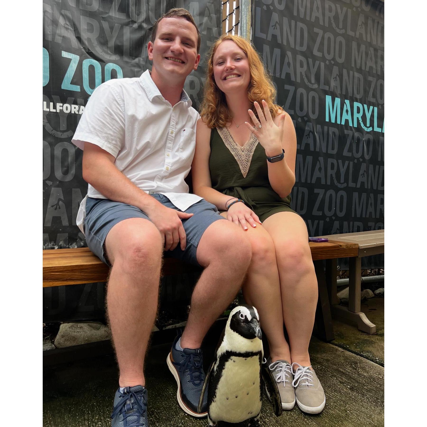 Chris popped the question at the zoo with penguin friends!