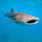 Holbox Whale Shark Tours
