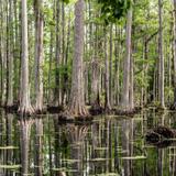 Cypress Gardens