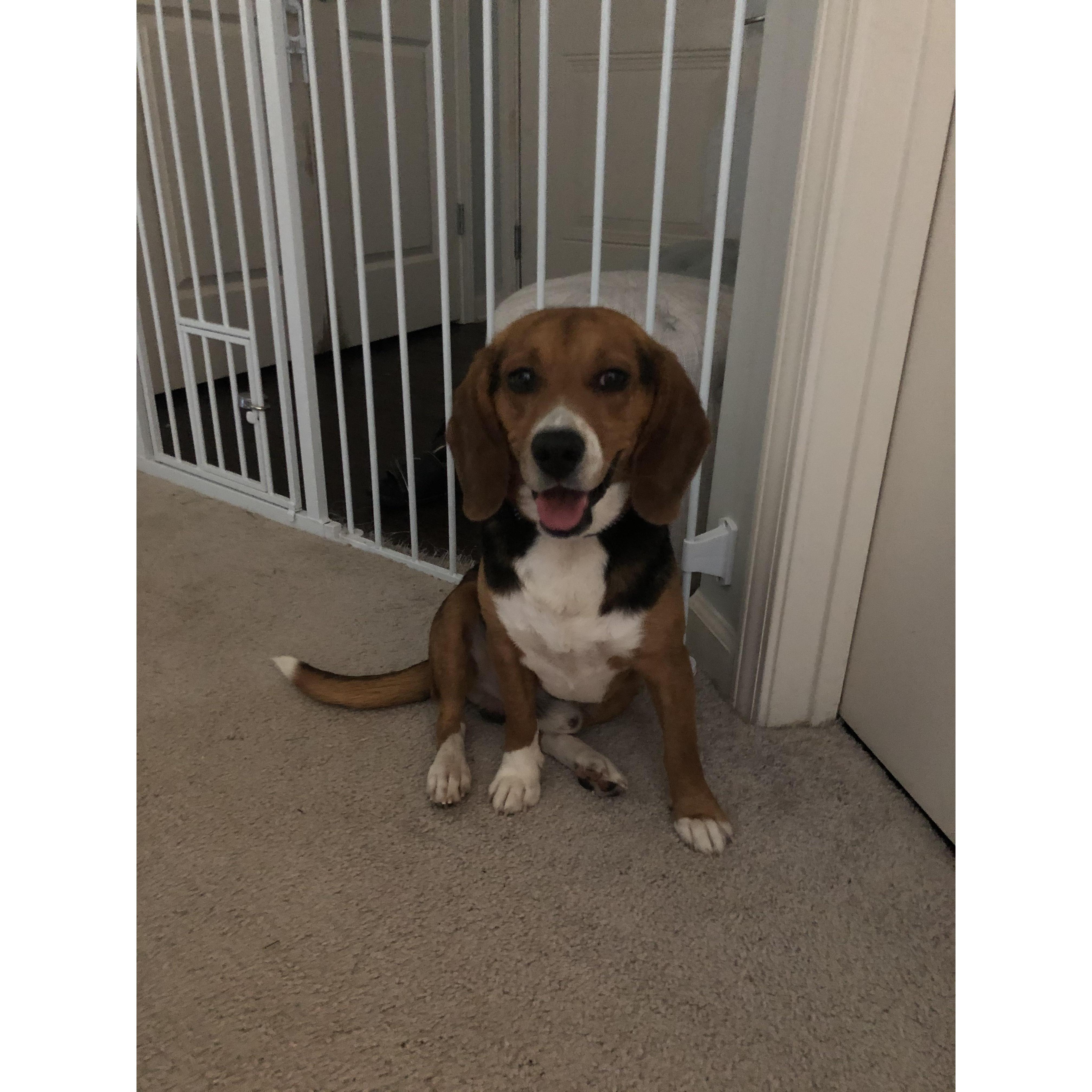 When we brought home our second baby, Cash - April 16, 2020