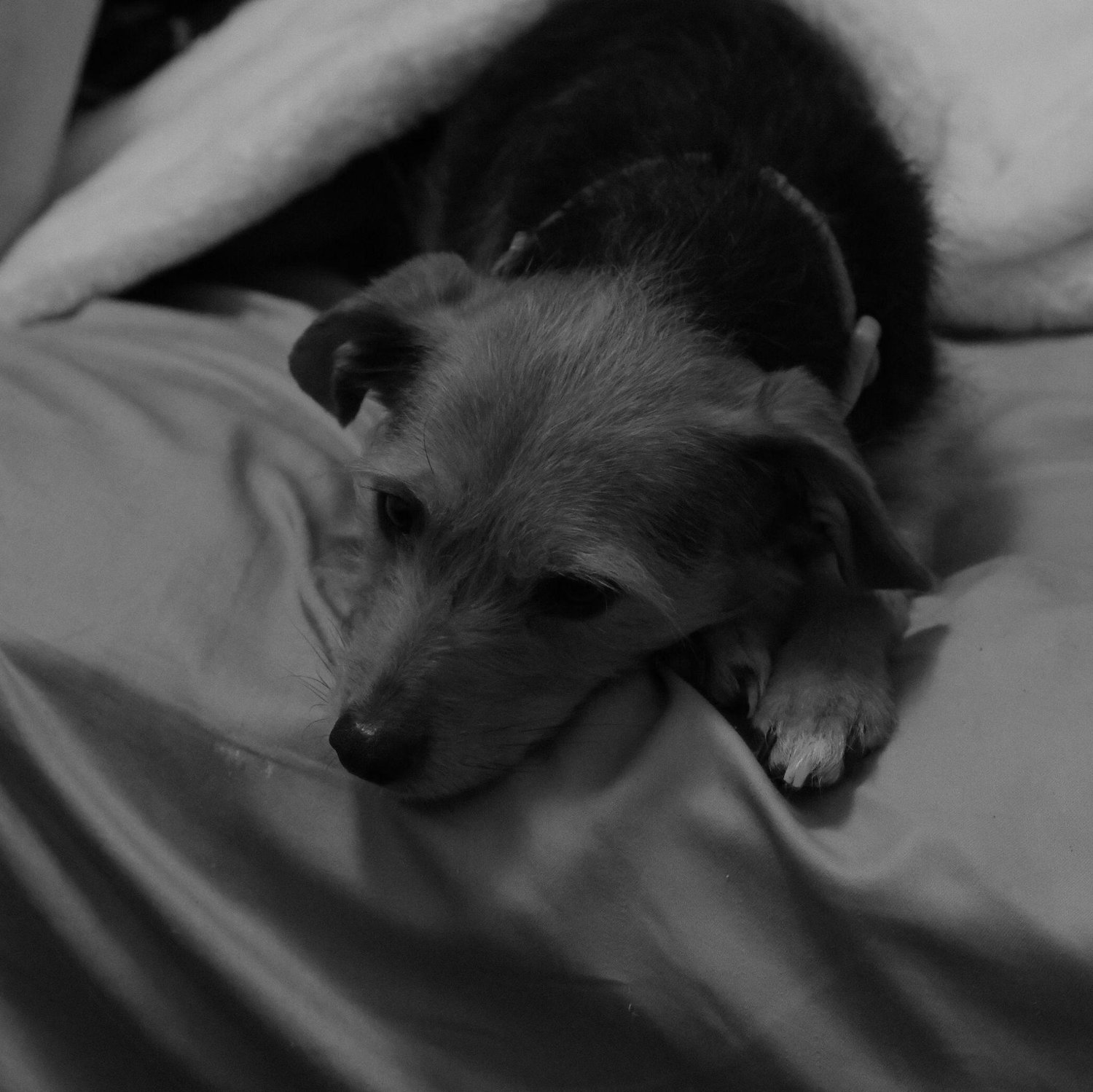 Penni