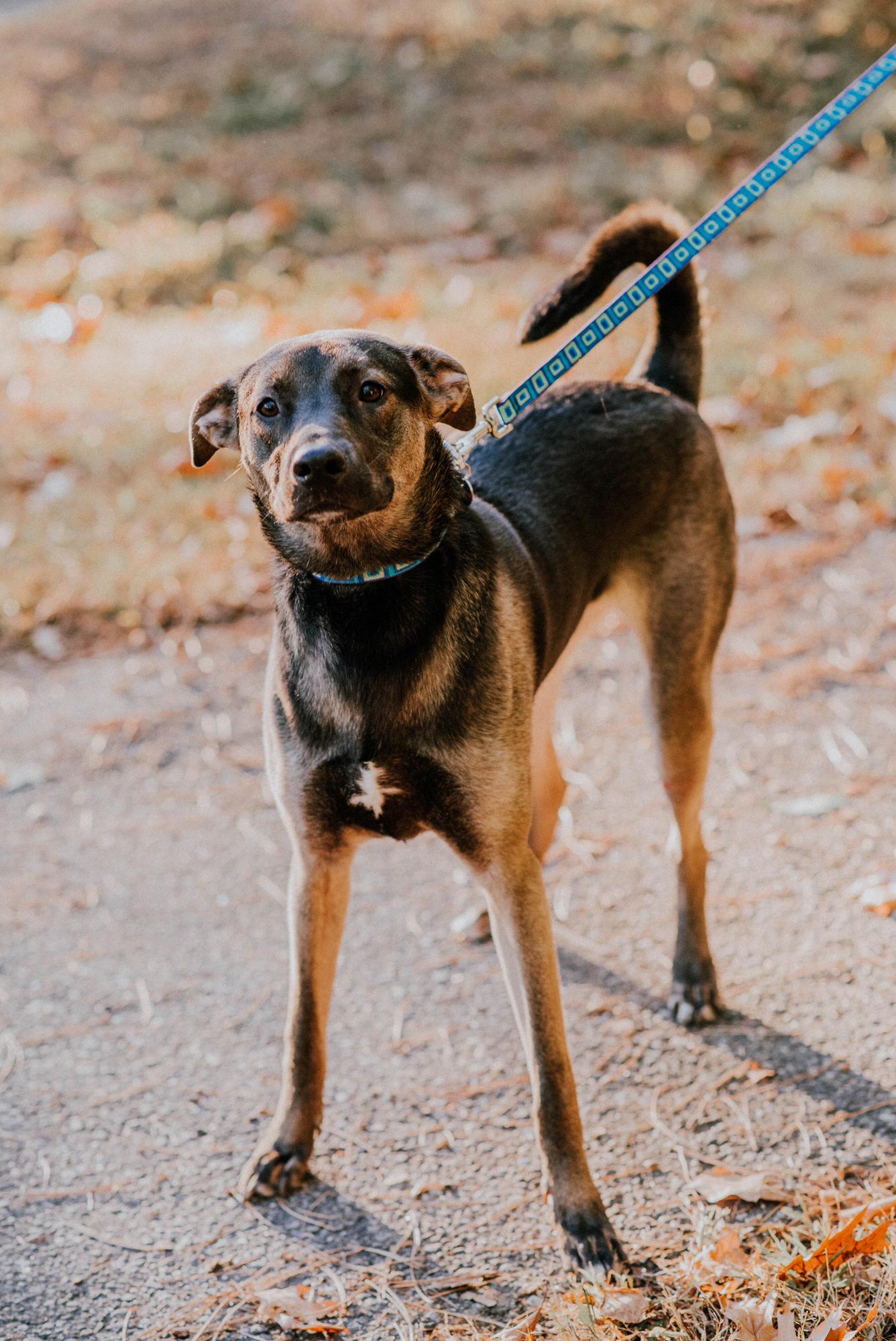 Our beautiful puppy Mia Storm 🐾 photo taken by Kate Michaud Photography