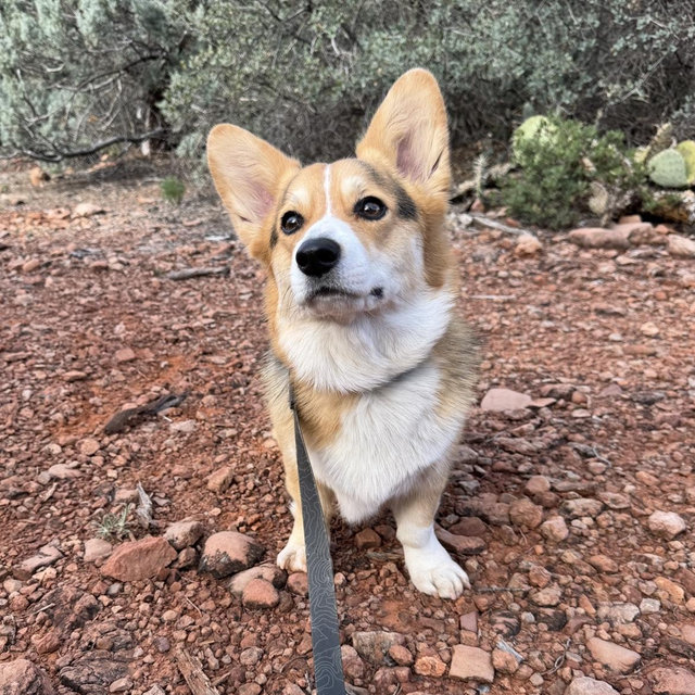 Ophelia toy & treat fund